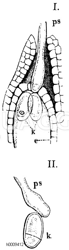 Befruchtung von Canna. I. Spitze des Embryosackes (e) zur Zeit, wo der Pollenschlauch (ps) eben mit den Keimkörperchen (k) zusammentrifft. II. Befruchtetes Keimkörperchen, isoliert. [Digital]