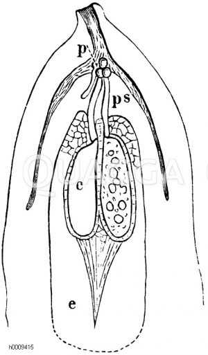 Befruchtung der Edeltanne. p) Pollenkörner, ps) Pollenschläuche, c) zwei Corpuscula im Embryosack [Digital]