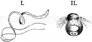 I. Samenfaden einer Chare (Nitella syncarpa). II. Samenkörper einer Alge (Oedogonium gemelliparum) [Digital]