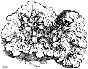 Schildflechte mit Apothecien [Digital]