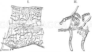 Längsschnitt durch den Thallus einer Gallertflechte (Mallotium Hildenbrandii). I. Vergrößert. II. Stück einer sehr dünnen Schnittes durch die Unterseite mit perlschnurartigen Gonidienketten, nach de Bary [Digital]