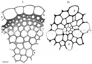 Teil eines Querschnittes durch den Stengel eines Torfmooses (Sphagnum cymbifolium). E) Oberhautzellen, R) verdickte, gefärbte Rindenzellen, P) Stengelparenchym. II. Mittlerer Teil eines Querschnittes durch den Stengel von Climacium dendroides. G) zentrales Gefäßbündel, P) braun gefärbtes Stengelparenchym [Digital]