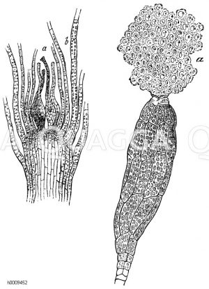 links: Längsschnitt durch den Gipfel eines Pflanzchens mit Archegonien (a), b) Blätter. Rechts: Aufplatzendes Antheridium mit austretenden Befruchtungskörpern (a) [Digital]