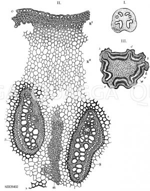 I. Querschnitt durch den Wurzelstock des Adlerfarns (Pteris aquilina), um die Verteilung der Gefäßbündel zu zeigen. II. Teil der vorigen Figur. O Oberhaut, R1 dickwandiges, R11 dünnwandiges Rindengewebe, S Gefäßbündelscheide, x einseitig verdickte Zellen außerhalb der Gefäßbündelscheide, st Strang faserartigen Zellen. III. Querschnitt eines tropischen Farnstammes, a) und b) Schichten verholzter, sehr fester Parenhymzellen, welche das Gefäßbündel c) umgeben. 1 bis 5 die Aufsatzstellen von fünf bereits abgeworfenen Wedeln [Digital]