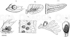 Aspidiaceae - Schildfarngewächse