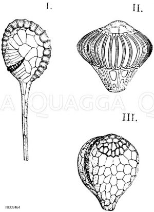 Osmundaceae - Rispenfarngewächse