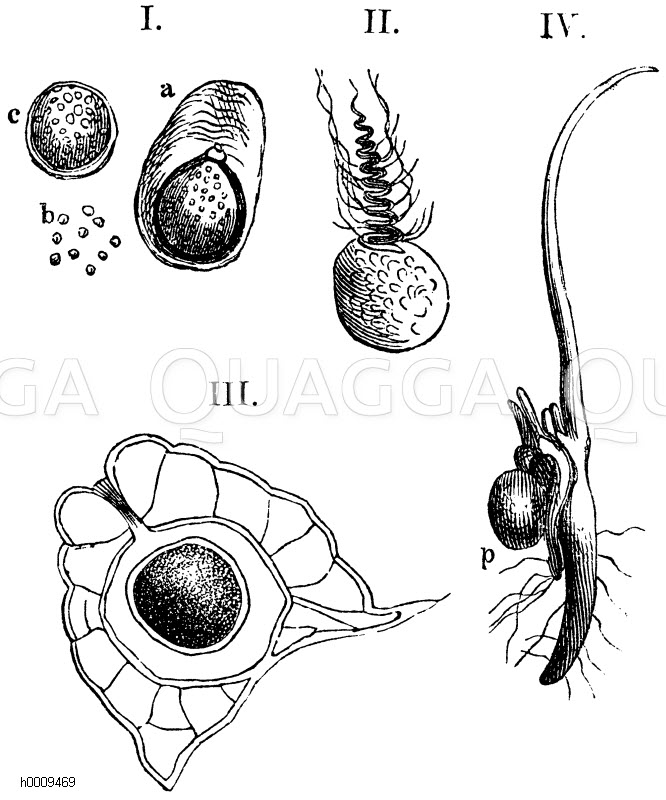 I. a) Makrospore vor der Befruchtung, mit ihrer Schleimhülle aus dem