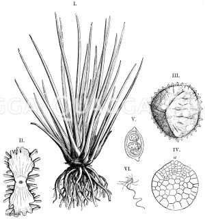 Isoetaceae - Brachsenkrautgewächse