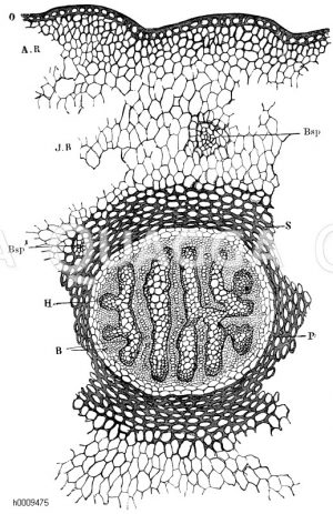 Querschnitt durch den Stengel von Lycopodium annotium. O) Oberhaut, AR Außenrinde, JR) Innenrinde, S) Faserscheide, P) Gefäßbündelscheide: dünnwandiges Parenhym in der Umgebung des Gefäßbündels, H) Holzteil, B) Bastteil des Gefäßbündels, Bsp) und Bsp1) Blattspuren, d. h. nach den Blättern austretende Gefäßbündel [Digital]