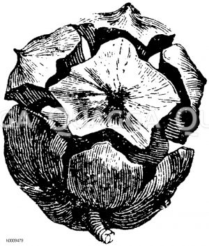 Cupressaceae - Zypressengewächse