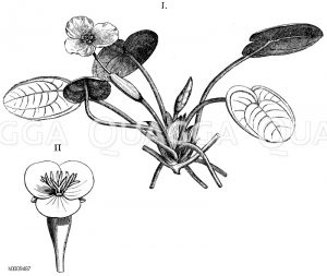 Hydrocharitaceae - Froschbissgewächse