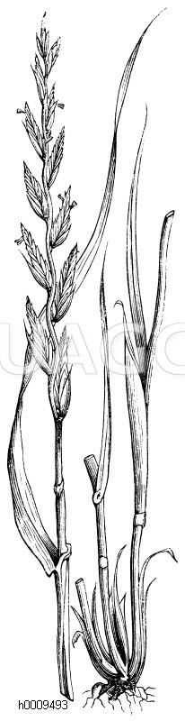 Wiesenschwingel [Digital]
