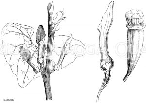 Osterluzei mit Blüte im Längsschnitt und mit Stempel [Digital]