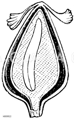 Längsdurchschnittene Frucht des Sauerampfers [Digital]