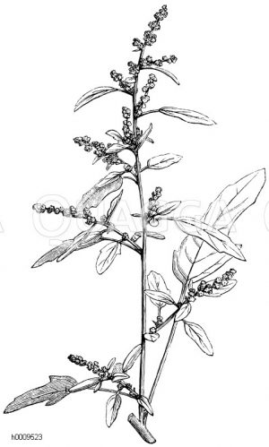 Chenopodiaceae - Gänsefußgewächse