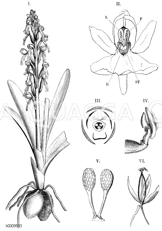 Blütendiagramm eines Kreuzblütlers Quagga Illustrations