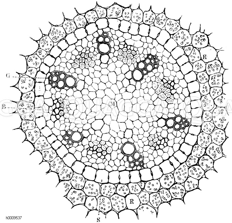 Querschnitt durch eine junge Wurzel des scharfen Hahnenfues (Ranunculus  acer). G eben angelegte Gefgruppen, B junge Bastbndel, S)  Gefbndelscheide, R) Rindenparenchym, M Mark -