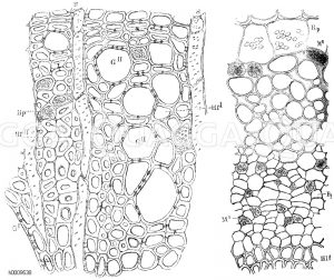 Stieleiche: Querschnitt durch das Holz [Digital]