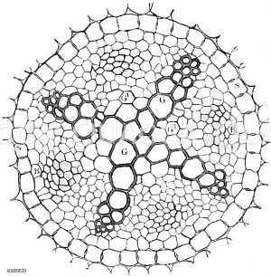 Querschnitt durch eine ältere Wurzel des scharfen Hahnenfußes. G in zentripetaler Richtung entstandene Gefäße, G1 junge, in zentrifugaler Richtung sich entwickelnde Gefäße, BB) Bastbündel, SS) Gefäßbündelscheide [Digital]