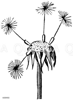 Löwenzahn, Kuhblume, Kettenblume, Blütenboden mit Früchten [Digital]