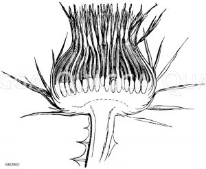 Längsschnitt durch das Köpfchen der Esels-Distel (Onopordon Acanthium) [Digital]