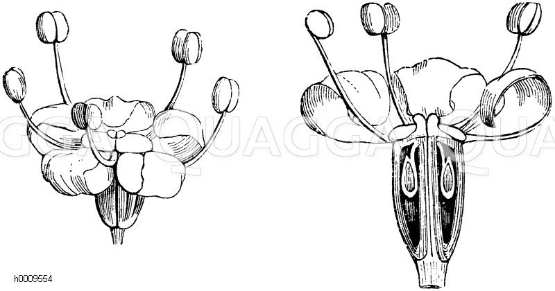Blüte des Fenchels mit ihrem Längsschnitt [Digital]