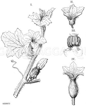 Melone (I.), mit Staubblätterblüte (II.), Staubblattbündel (III.) und Stempelblüte (IV.) [Digital]