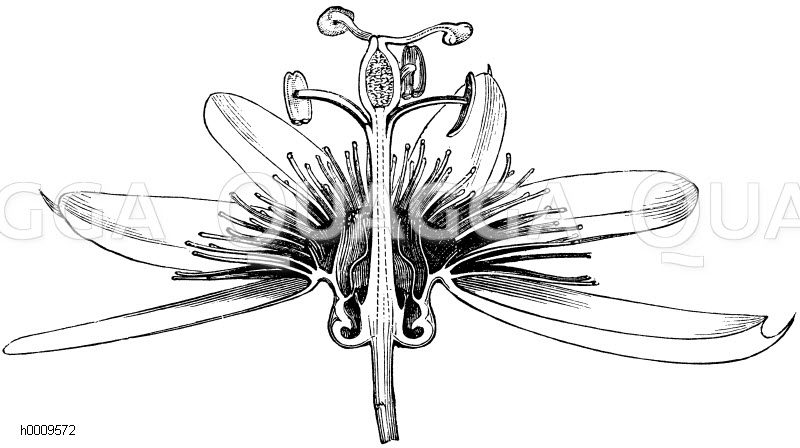 Passionsblume: Längsschnitt durch die Blüte [Digital]