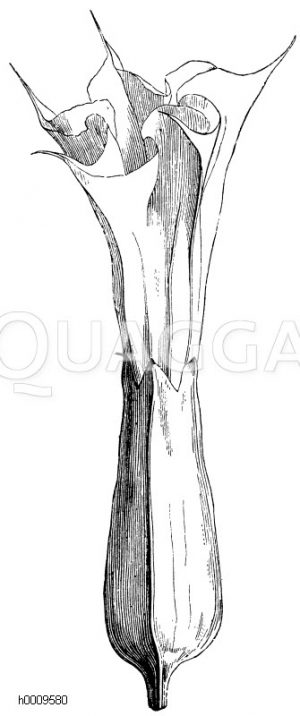 Stechapfelblüte [Digital]