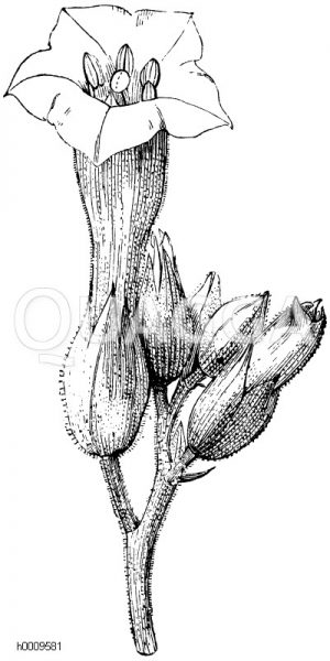 Tabaksblüte [Digital]
