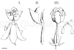 I. Blüte, II. Staubblatt mit seinen Anhängseln, III. Stempel, an welchem die Pollenmassen (IV.) sitzen [Digital]
