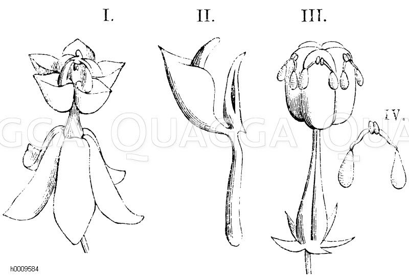 I. Blüte, II. Staubblatt mit seinen Anhängseln, III. Stempel, an welchem die Pollenmassen (IV.) sitzen [Digital]