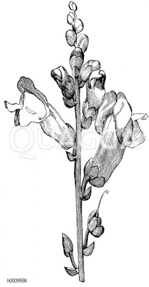 Scrophulariaceae - Rachenblütler