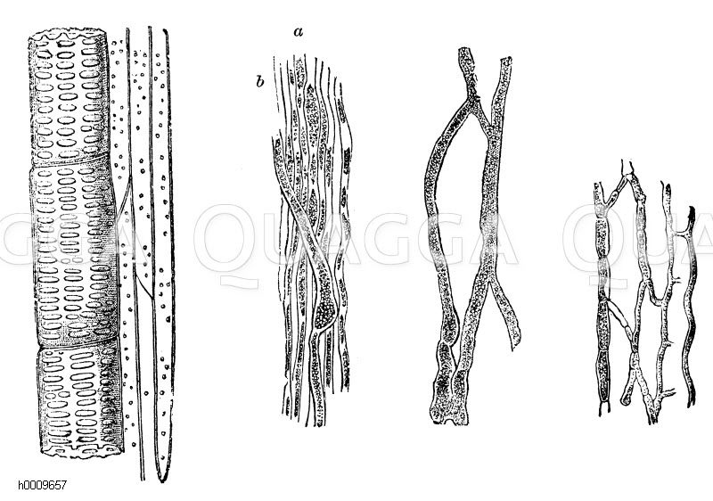 Gefäße der Pflanze Quagga Illustrations