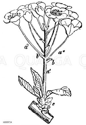 Kirschbaum v. St. Lucia: Blüte [Digital]