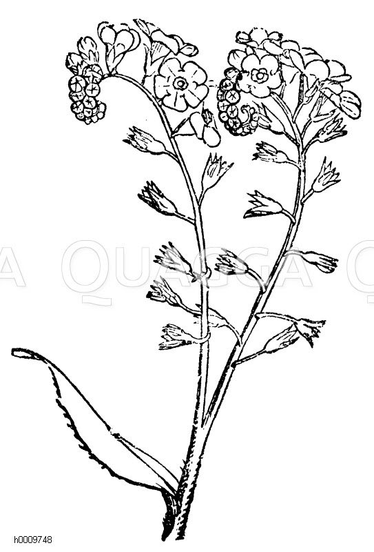Vergissmeinnicht Trugdolde Quagga Illustrations