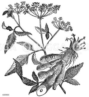 Zuckerwurzel [Digital]