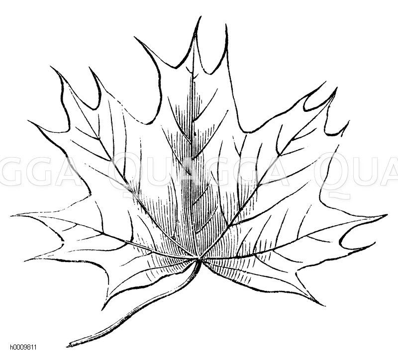 ahorn blatt zeichnung