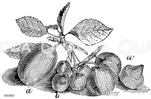 Pflaume, Zwetschge: Frucht [Digital]