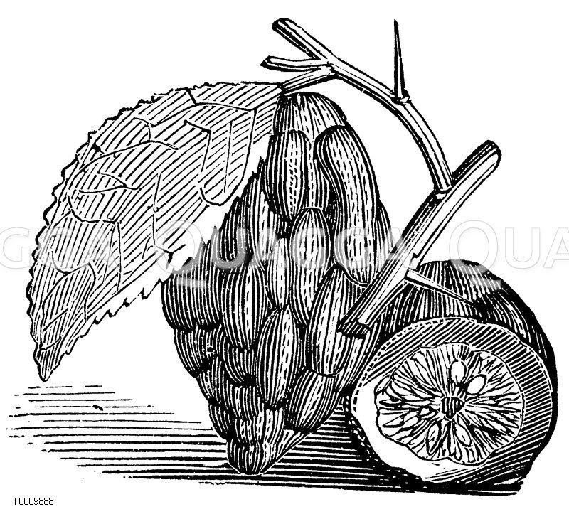 Zitronatzitrone