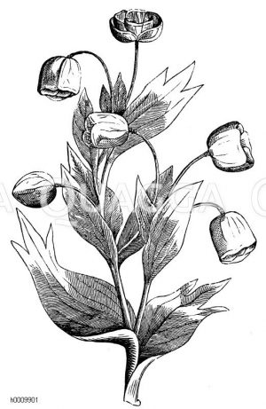 Stinkender Nießwurz [Digital]