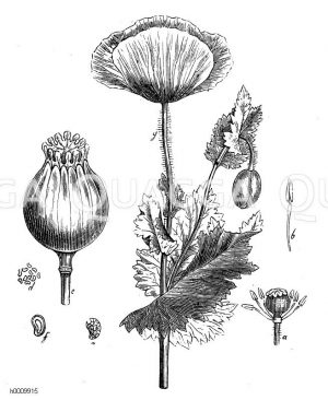 Mohn, Delmagen, Schlafmohn, Stengel mit Blättern, Knospe und Blüte (g), Fruchtknoten mit Narbe und einigen Staubgefäßen (a), vergrößertes Staubgefäß (b), Kapsel (e), Samen (d und c), Samen durchschnitten (f) [Digital]