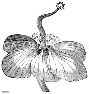 Boabab, Affenbrotbaum: Blüte [Digital]