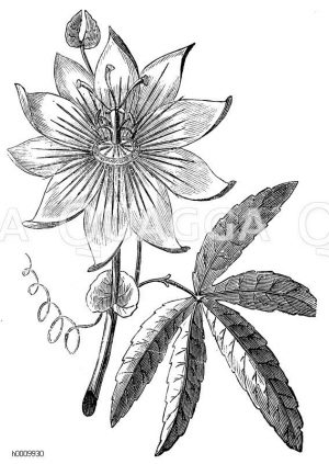Passionsblume [Digital]