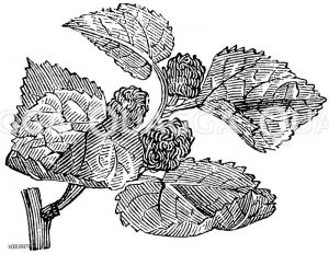 Schwarzer Maulbeerbaum [Digital]