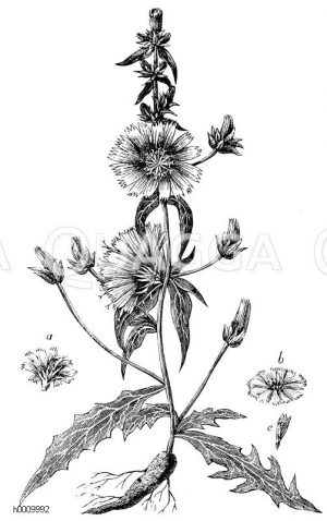 Zichorie, Wegewarte [Digital]