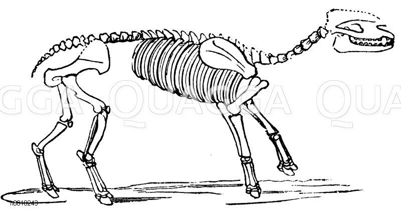 Paleotherium magnum Skelett [Digital]