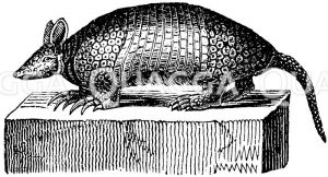 Armadill [Digital]