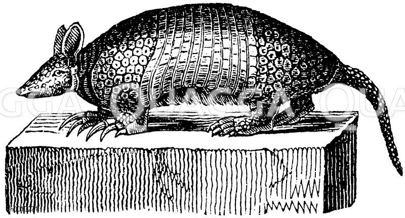 Armadill [Digital]