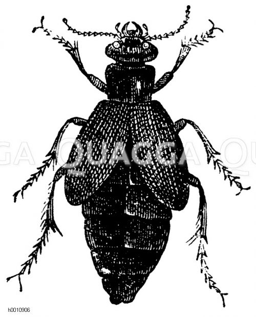 Buchdrucker, Borkenkäfer - Quagga Illustrations